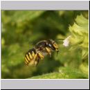 Anthidium manicatum - Grosse Wollbiene w02 10mm auf Melissa officinalis-Zitronenmelisse.jpg